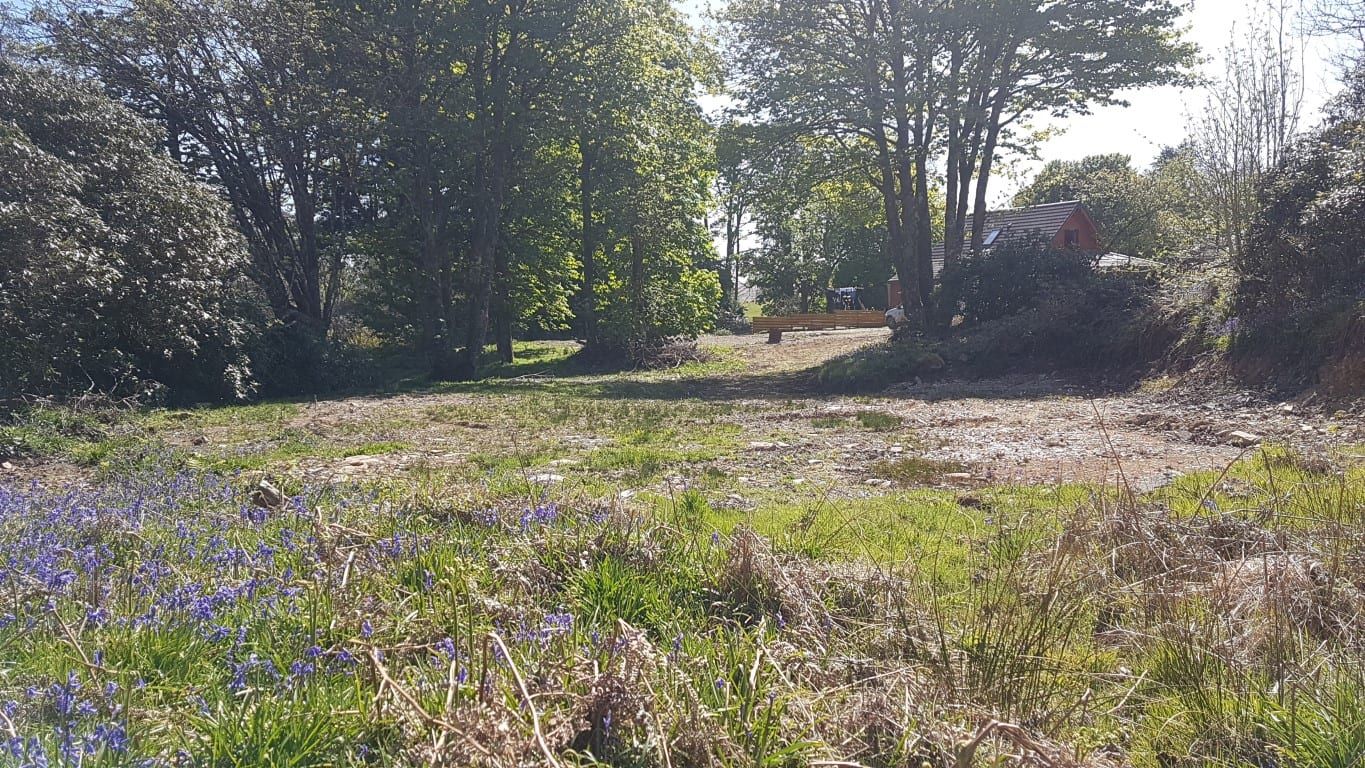 Bluebells and woodland on the lodge plots at Torwood Country Lodges, Newton Stewart